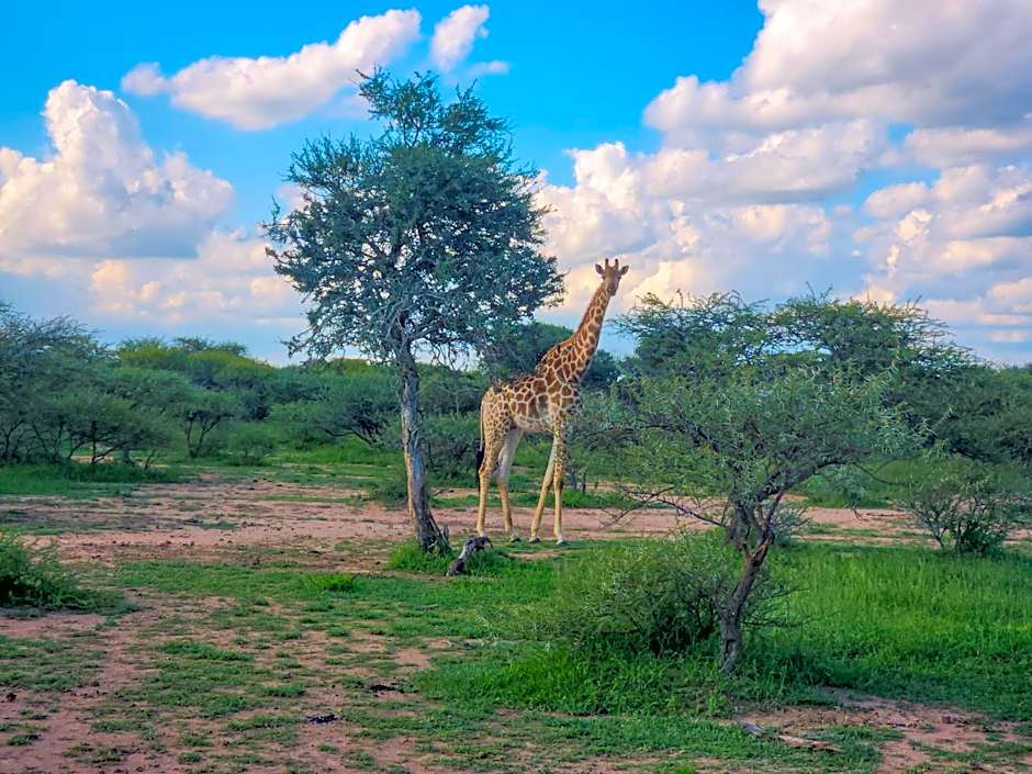 Ditholo Game Lodge Bela Bela