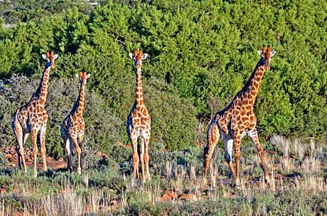Ko Ka Tsara Bush Camp