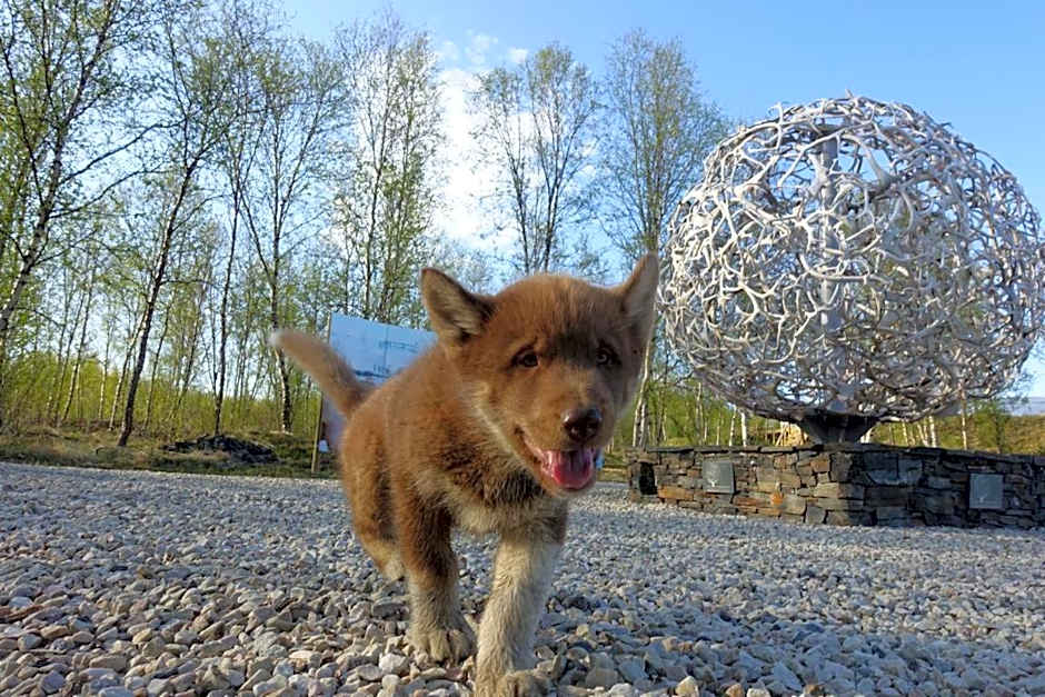Wild Caribou's Wildwood Cabin