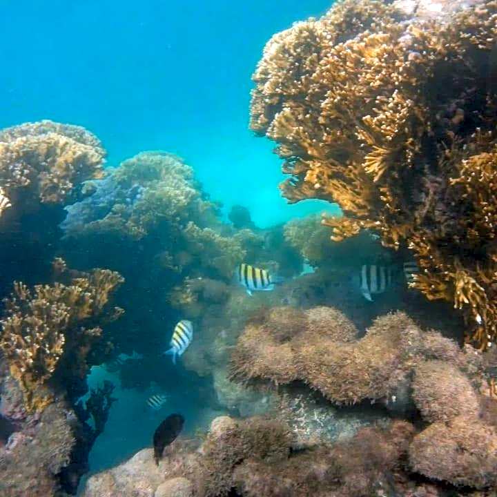 Pousada flor de lotus suítes budget café à parte