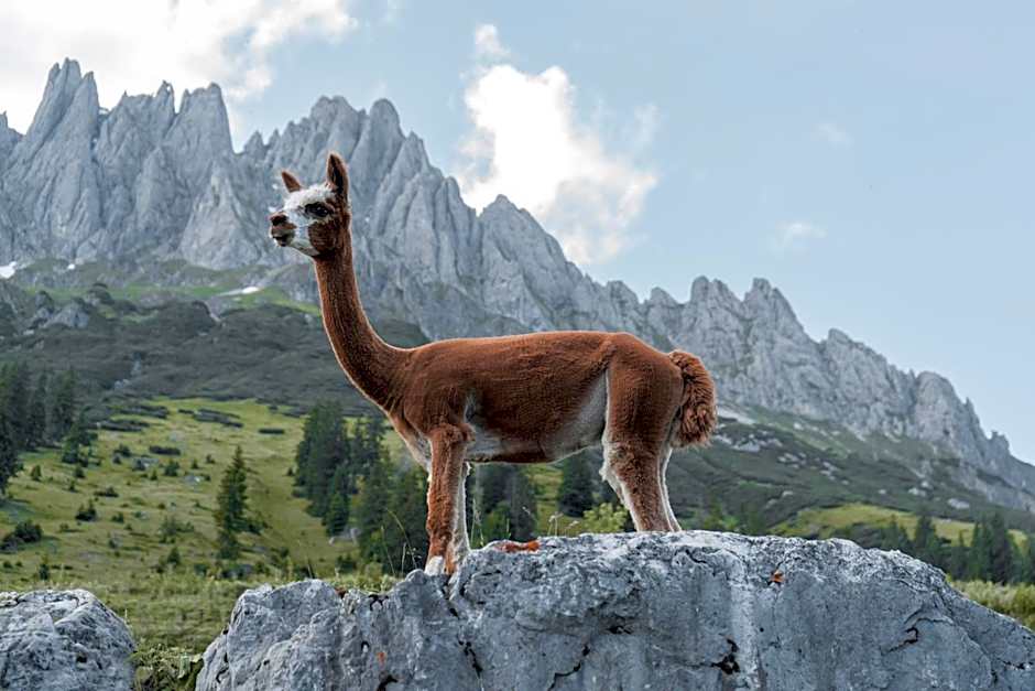 Berghotel Arthurhaus