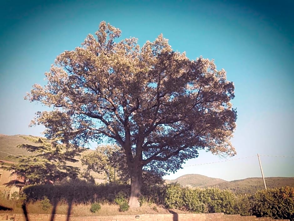 Le querce di mamre