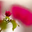 Remas Hotel Suites - Al Khoudh, Seeb, Muscat