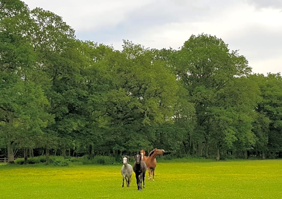 haras du Vignault Le Bûcher