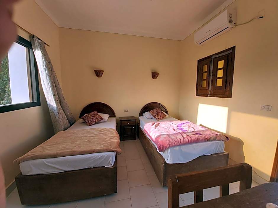 Oasis Fighting Kangaroo