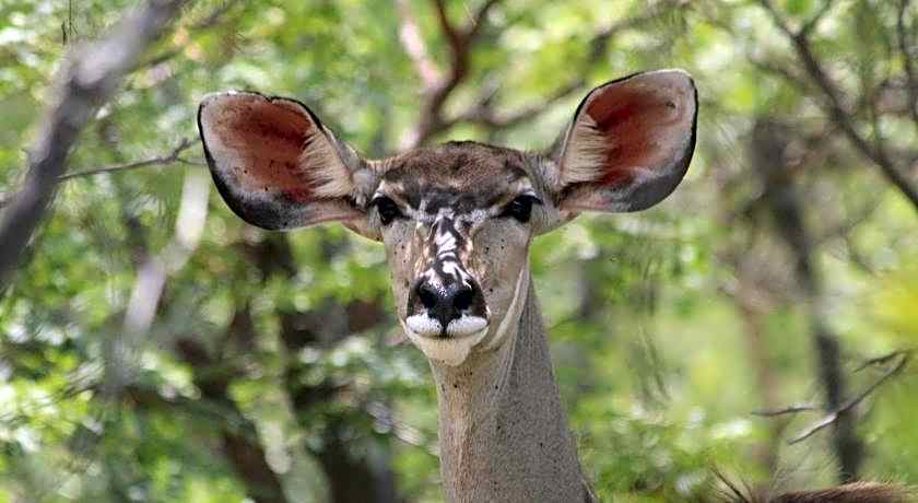 Izintaba Private Game Reserve Waterberg