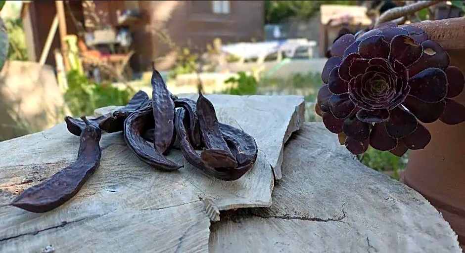 Anemos Holiday Houses - Unterkunft in Südkreta