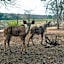 Foxy Crocodile Bush Lodge & Kruger Safaris