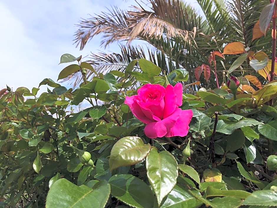 Villaggio Camping Europa