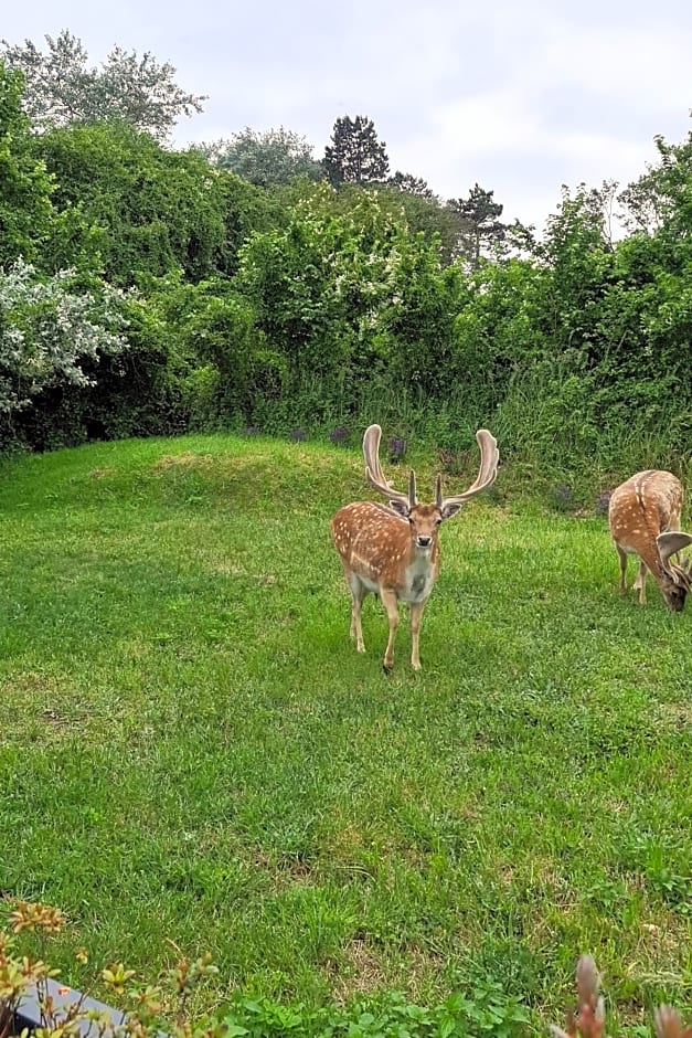 B&B het duinhuisje met jacuzzi, gratis parkeren, 2 fietsen te leen, airco