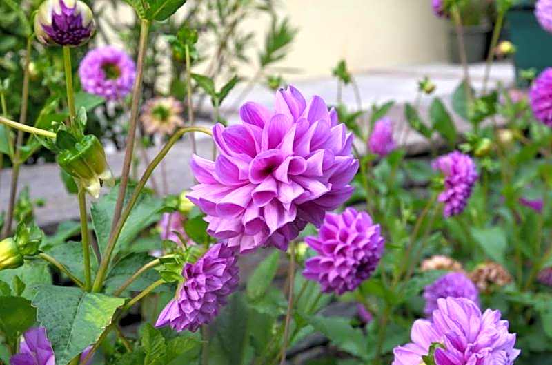 Hotel-Pension Strolz