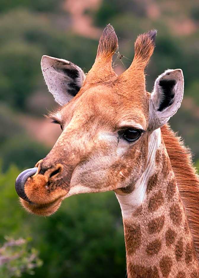 Addo Elephant Safari Lodge - Bellevue Forest Reserve