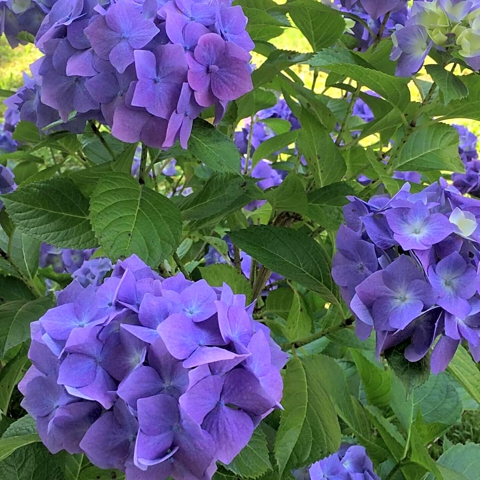 VILLA XARAN ERDIAN Chambres d'hôtes