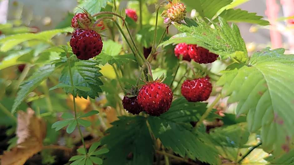 Bed And Breakfast Margherita & Home Restaurant