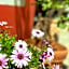 Symi Garden Studios