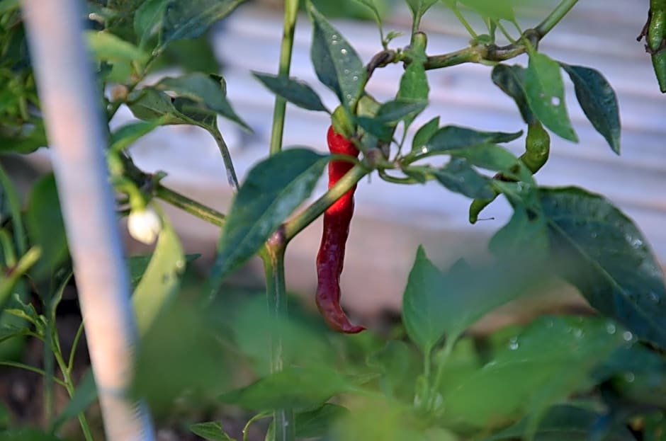 Lindenhof- Fam. Forstmayr