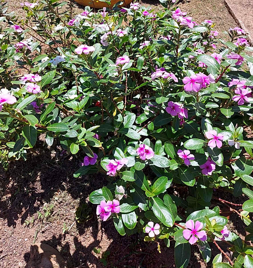 Pousada e Pesque e Pague Vista Alegre