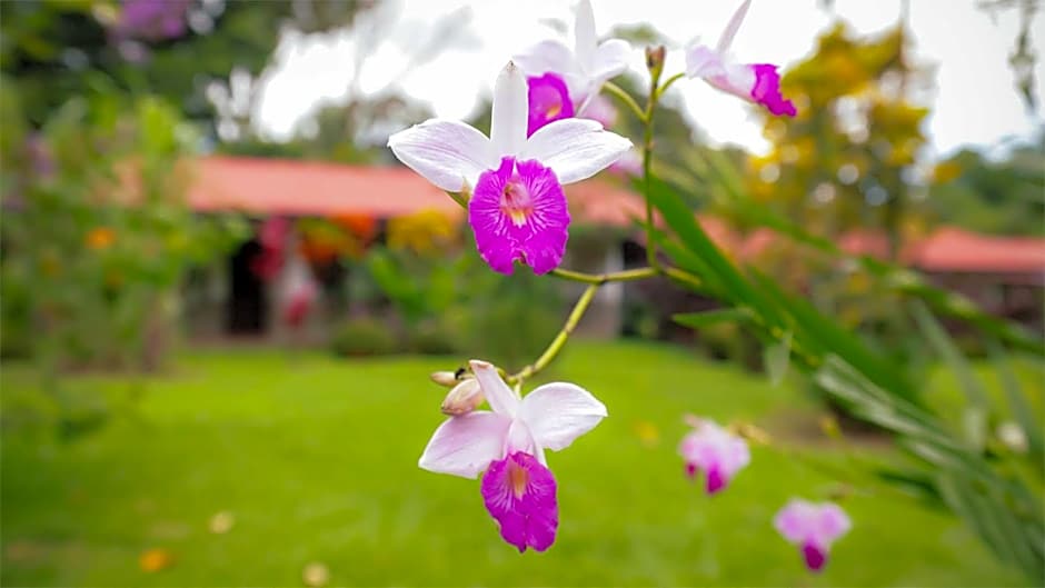 Volcano Lodge, Hotel & Thermal Experience