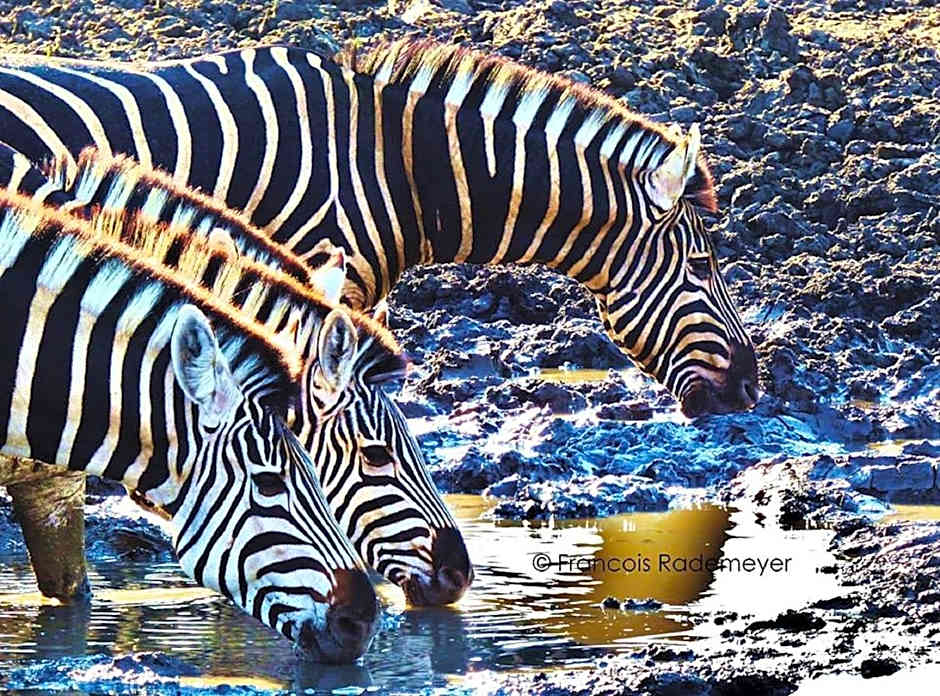 Madikwe Hills Private Game Lodge