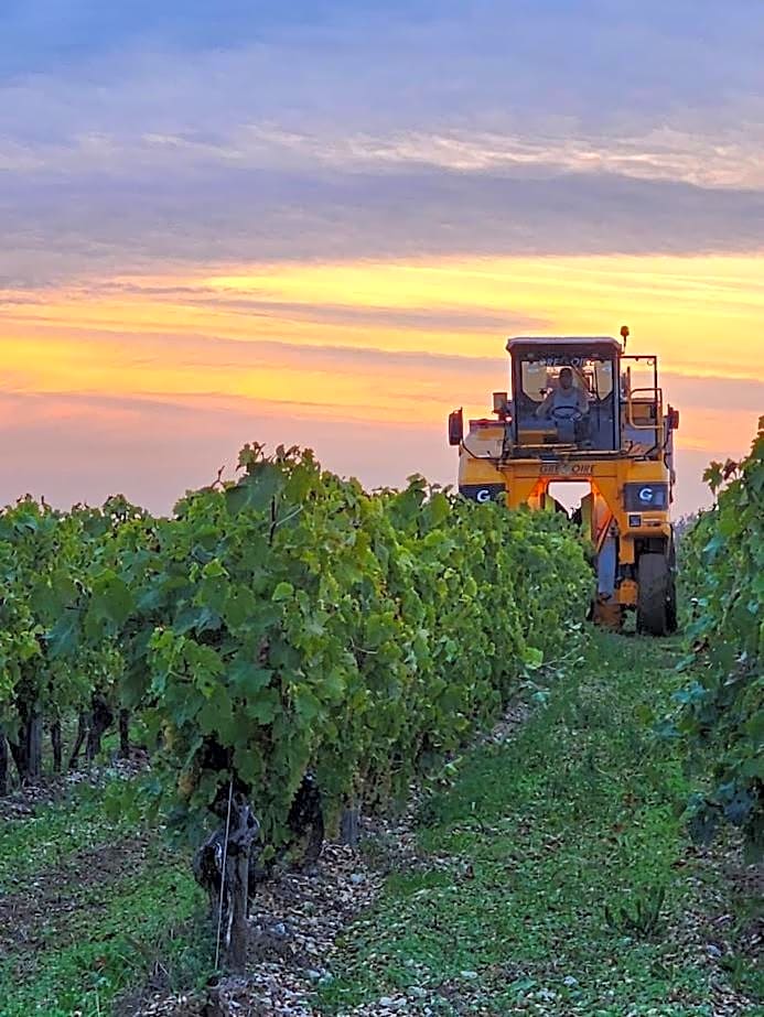 Le Bonheur- Suite Cognac