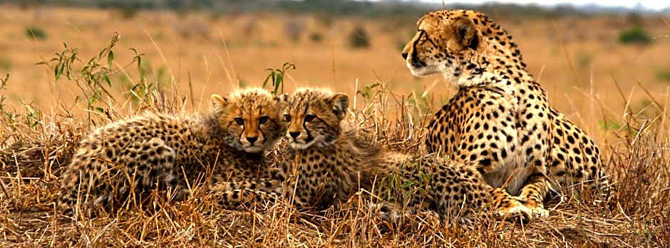 Sungulwane Private Game Lodge