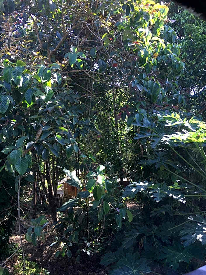 Khaosok Secret Hostel