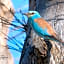 L'Oiseau Bleu PEACOCK