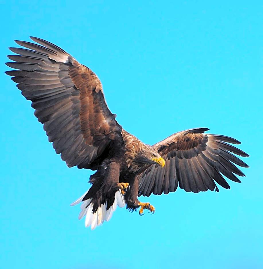 Senja Fjordhotell and Apartments