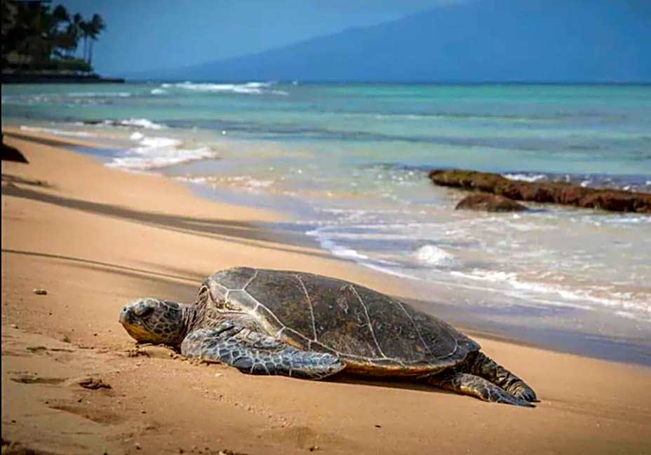 Central Kihei Gem! 3-Min Walk to the Beach & Shops