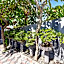 OYO 91192 Homestay Antara