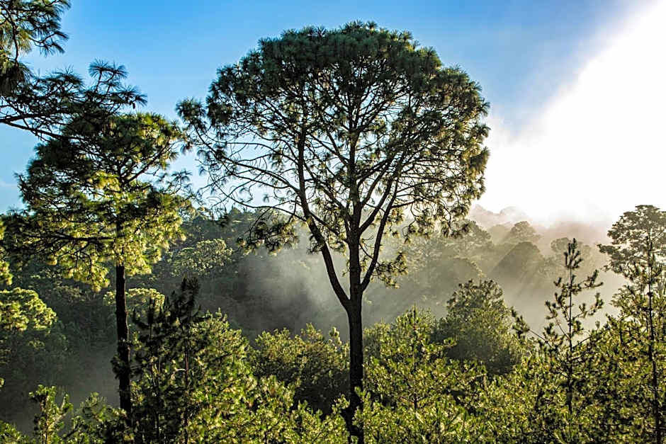 Bosque Escondido