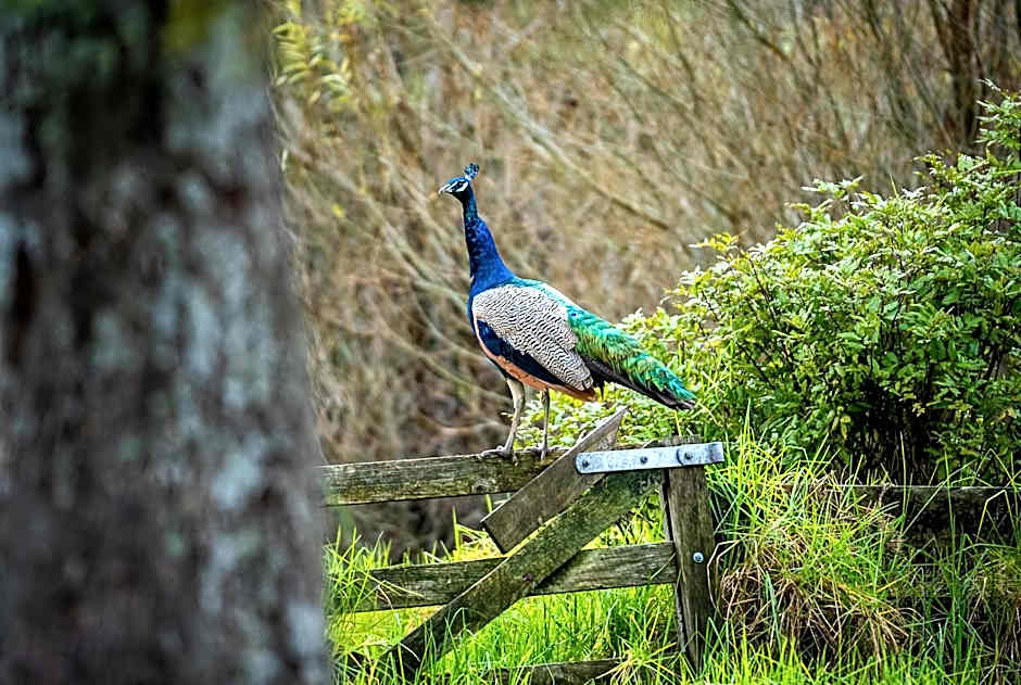 Woodhouse Mountain Lodge
