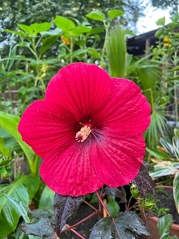 Ron De Mar - FLAMINGO