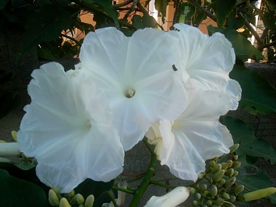 Rest. e Pousada Fabiao II