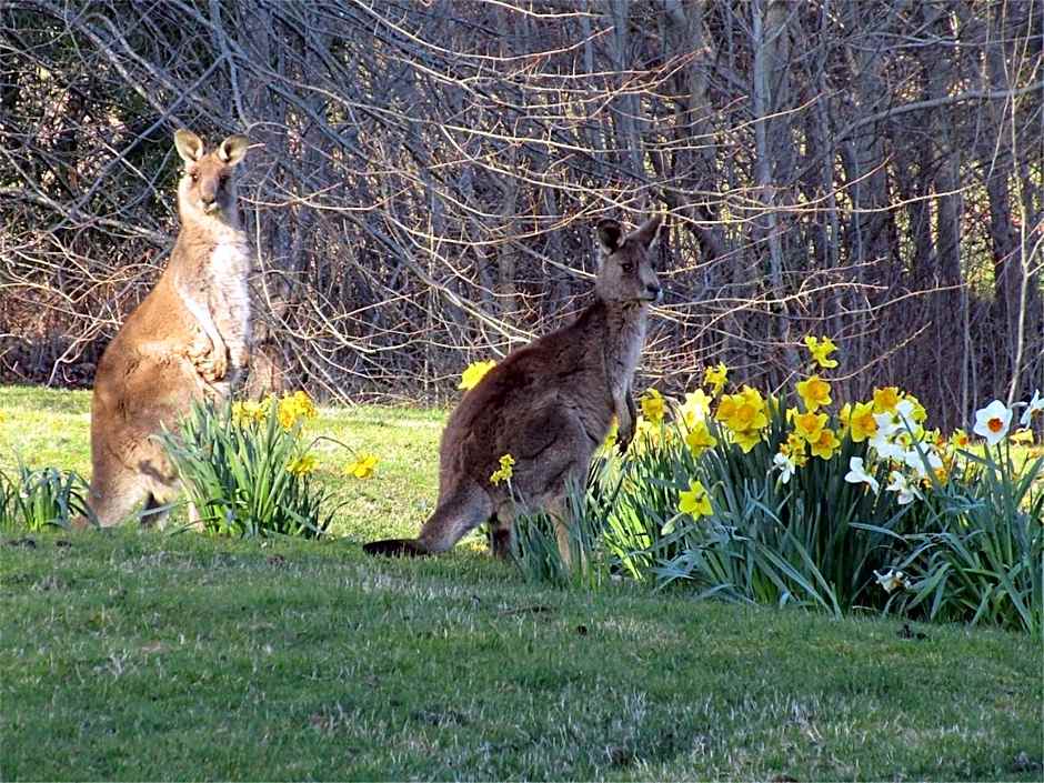 Braeside Mount Macedon Country Retreat Bed and Breakfast