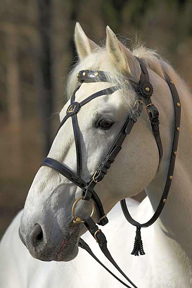 Lipicai Hotel és Étterem