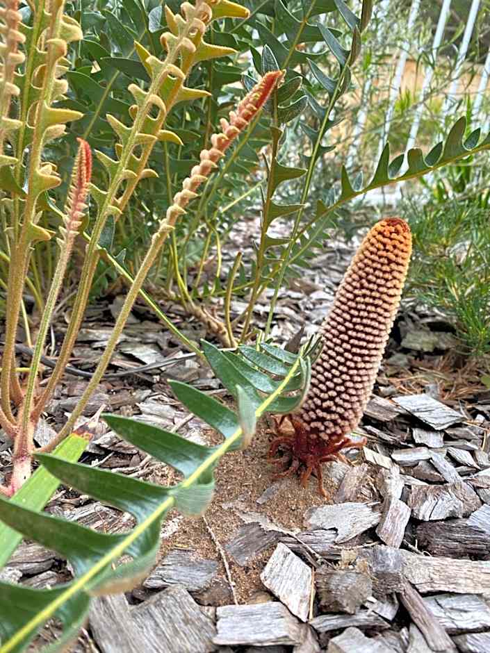 Sunny Side Up Bed and Breakfast