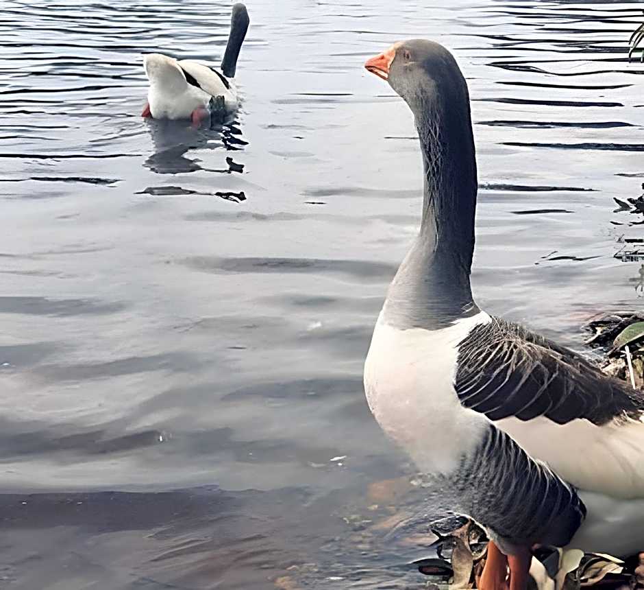 Studio BSB Nova Capital.