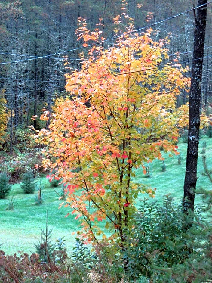 La maison sous les arbres