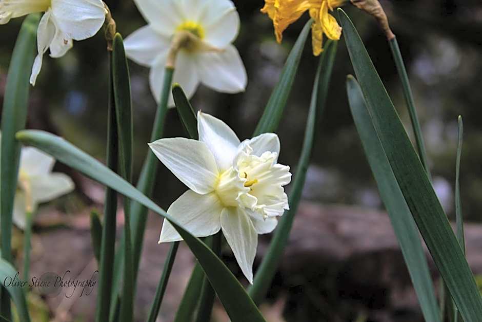 Tomah Retreat - Studio CHILL with fireplace and clawfoot bath