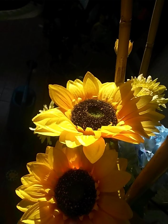A1 Girasole B&B
