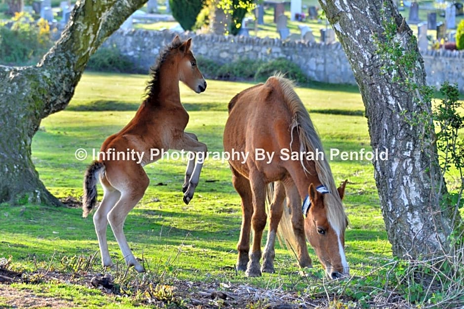Rosedale Bed and Breakfast