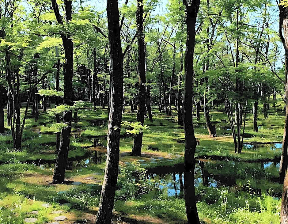 nasu mukunone 