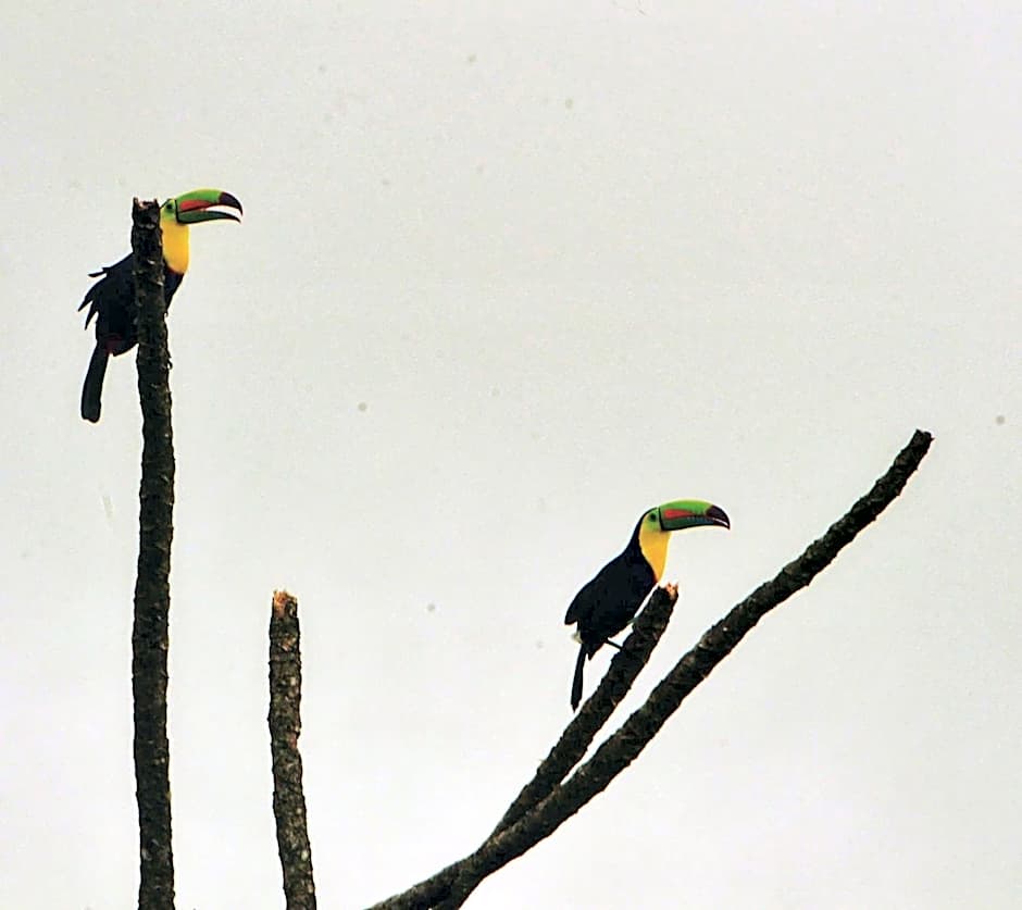 Birds & Breakfast Costa Rica