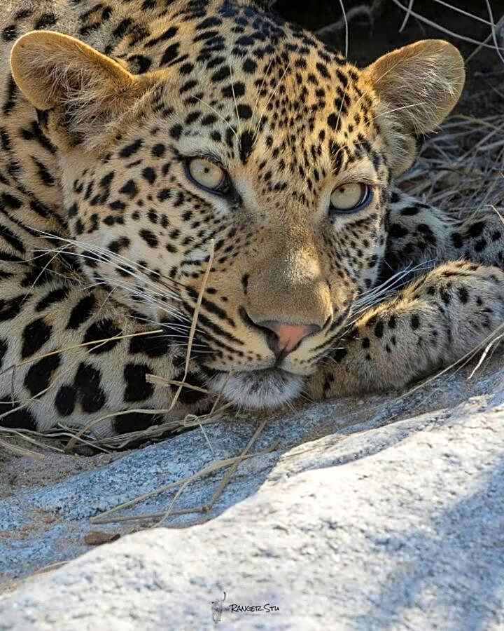 Leopard Hills Private Game Reserve