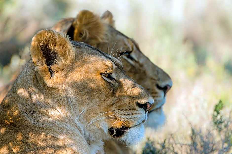 Kwandwe Private Game Reserve - Fort House