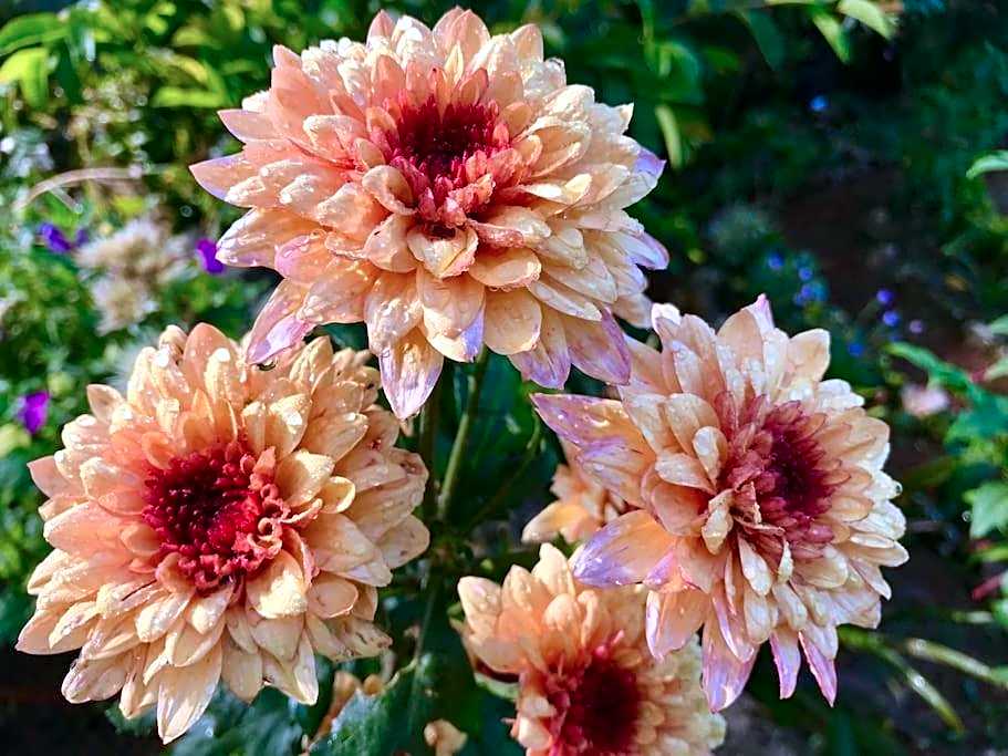 Mid-Century Modern Centrally Located Garden Oasis