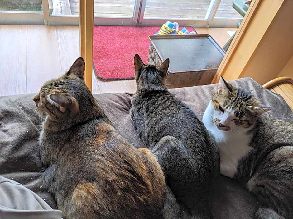 Pension Alba - Vacation STAY 70965v