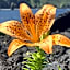 Yuraku Izu-Oshima - Vacation STAY 44735v