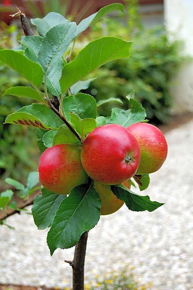 The Avalon Hotel - Altstadt Schwerin